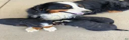 Bernese Mountain Dog dogs for sale: Blue collar- Bocephus - Ad 16