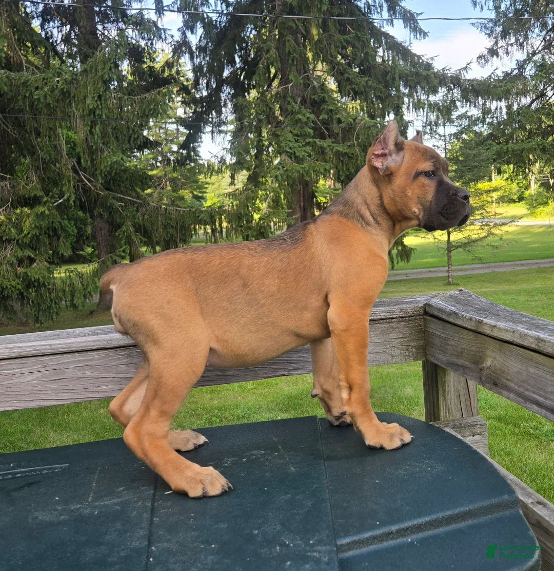 Cane Corso dogs for sale: Scarlett  - Ad 2