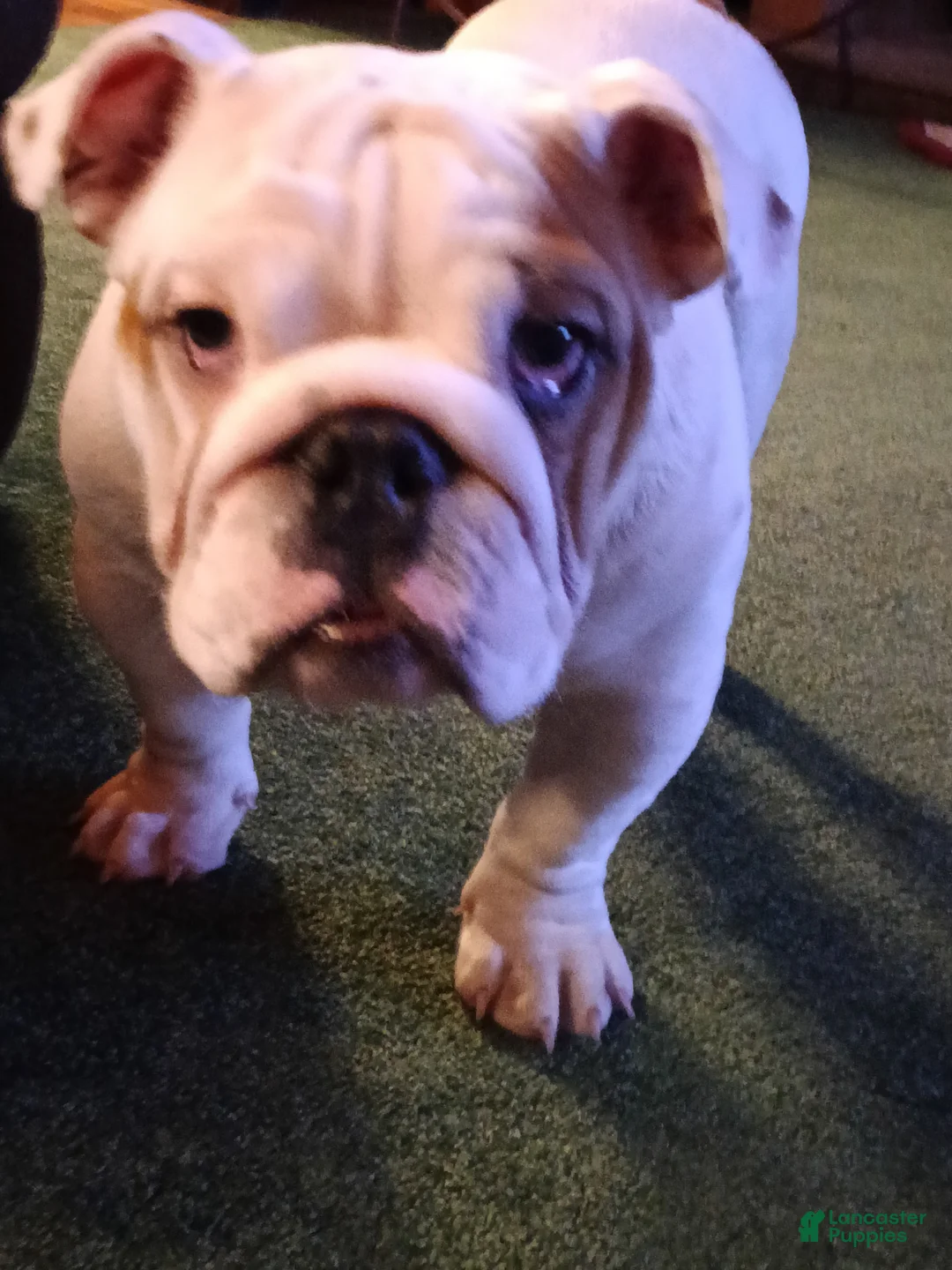 English Bulldog dogs for sale: Jamison - Ad 2