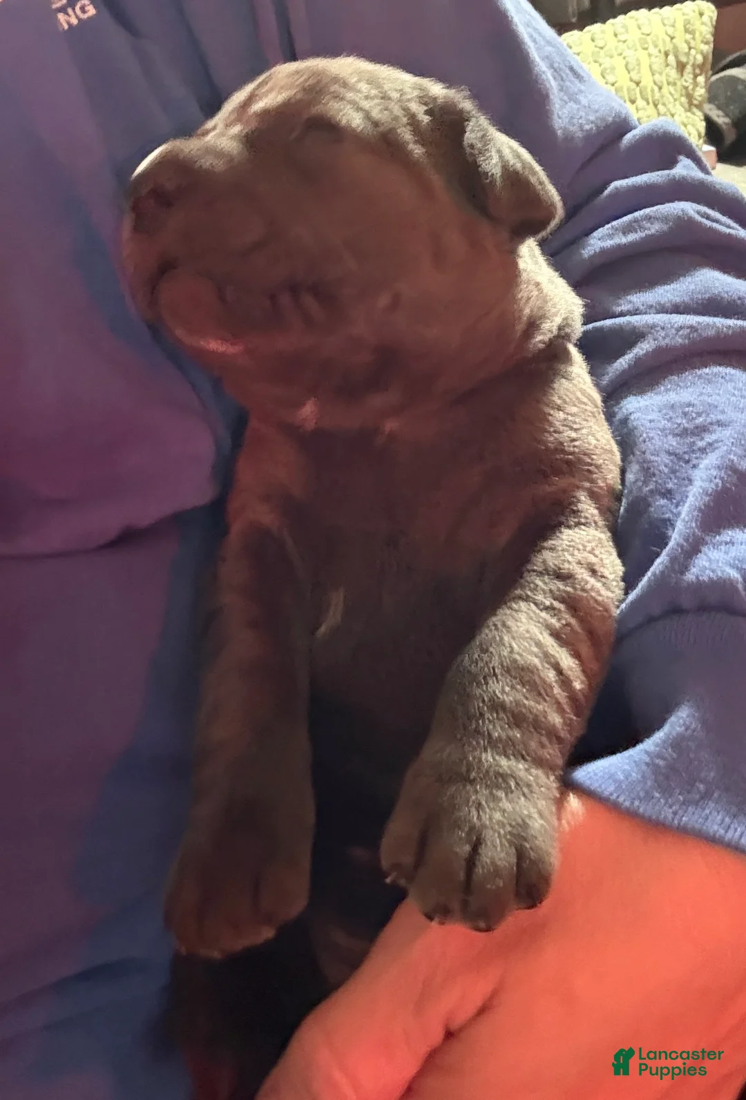 Cane Corso dogs for sale: Orange - Ad 2