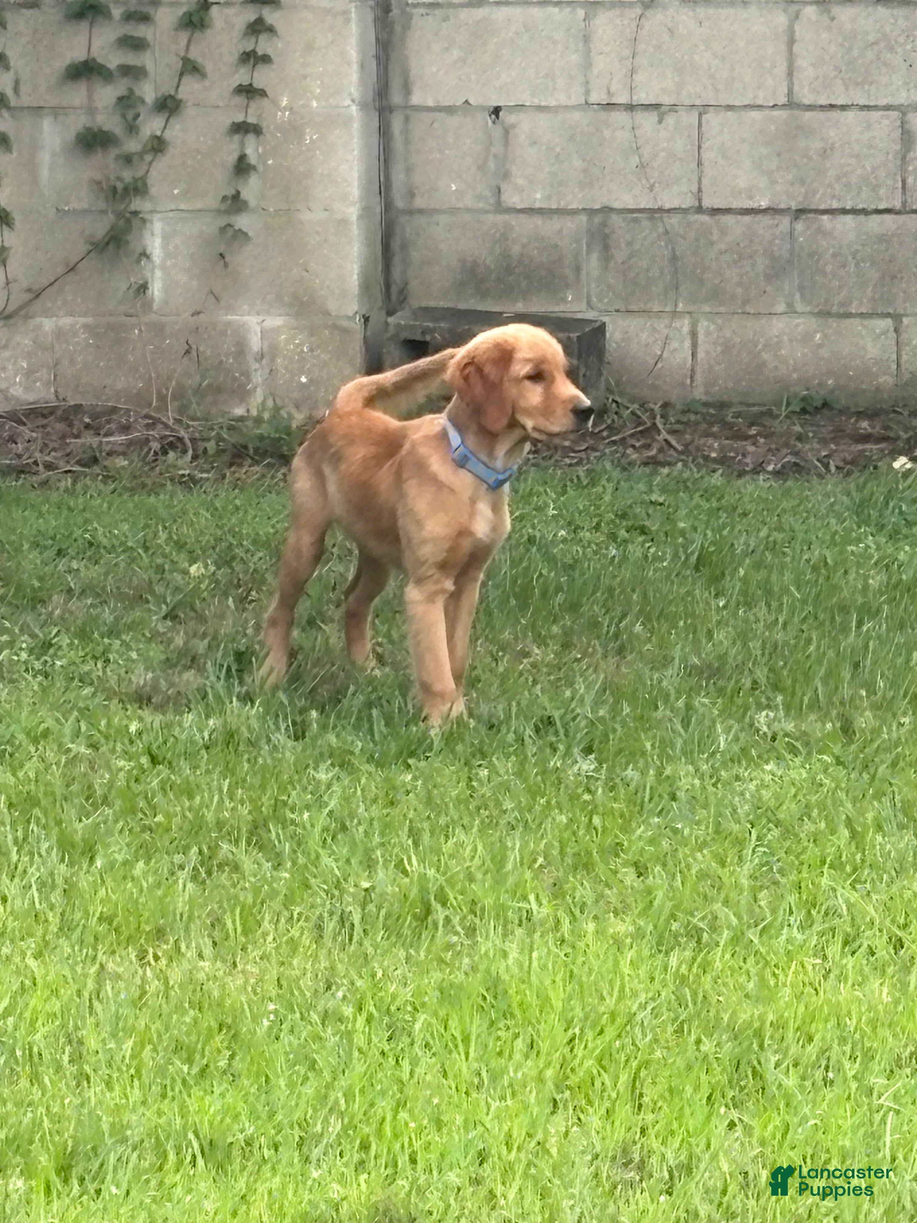 Charlie