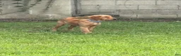 Golden Retriever dogs for sale: Charlie - Ad 1