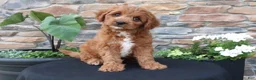 Cavapoo dogs for sale: Lenny - Ad 3