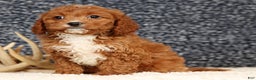 Cavapoo dogs for sale: Doogie - Ad 8
