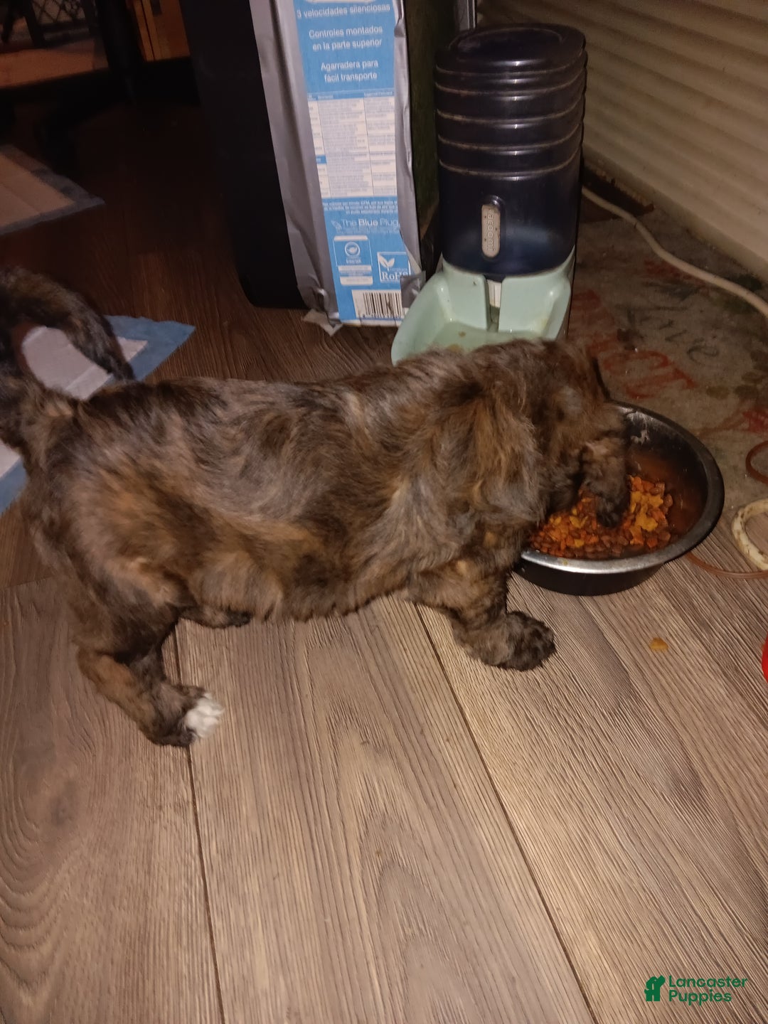 Labradoodle dogs for sale: Creamy mae - Ad 23