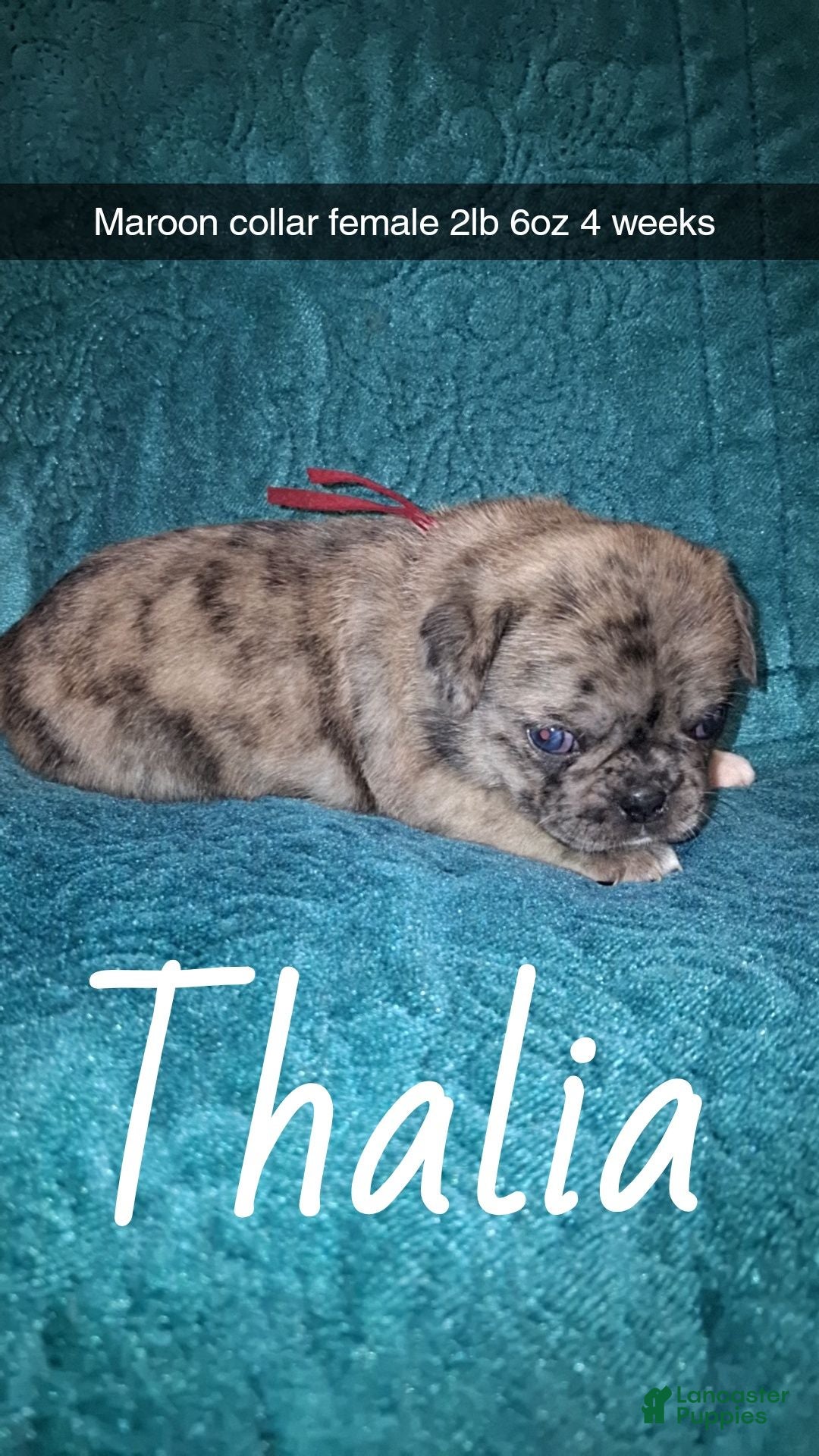 Pug dogs Thalia - Ad 12