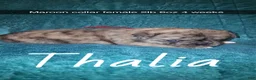 Pug dogs for sale: Thalia - Ad 1