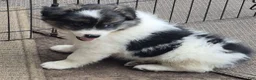 Pomsky dogs for sale: Shadow  - Ad 2