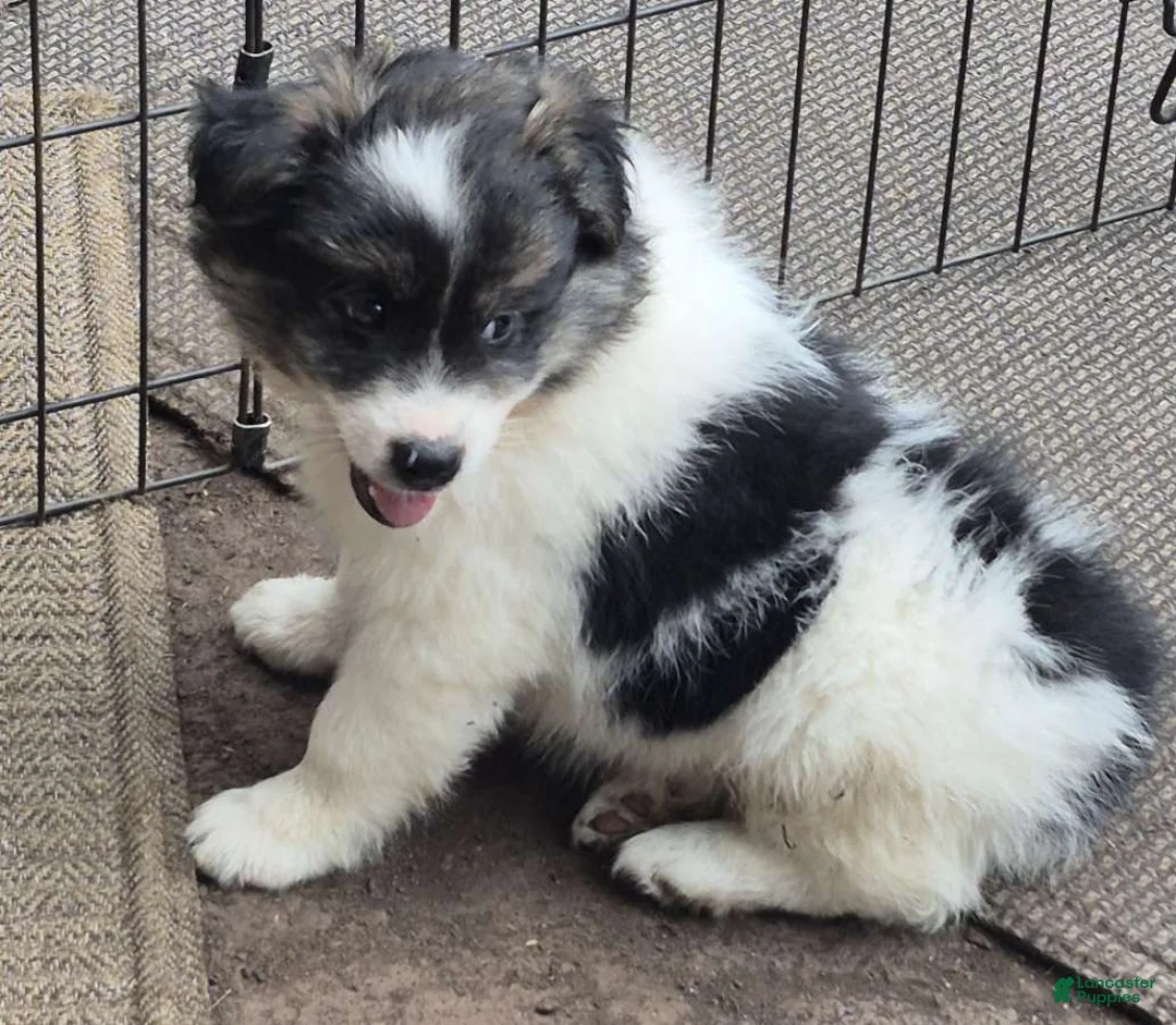 Pomsky dogs for sale: Shadow  - Ad 2