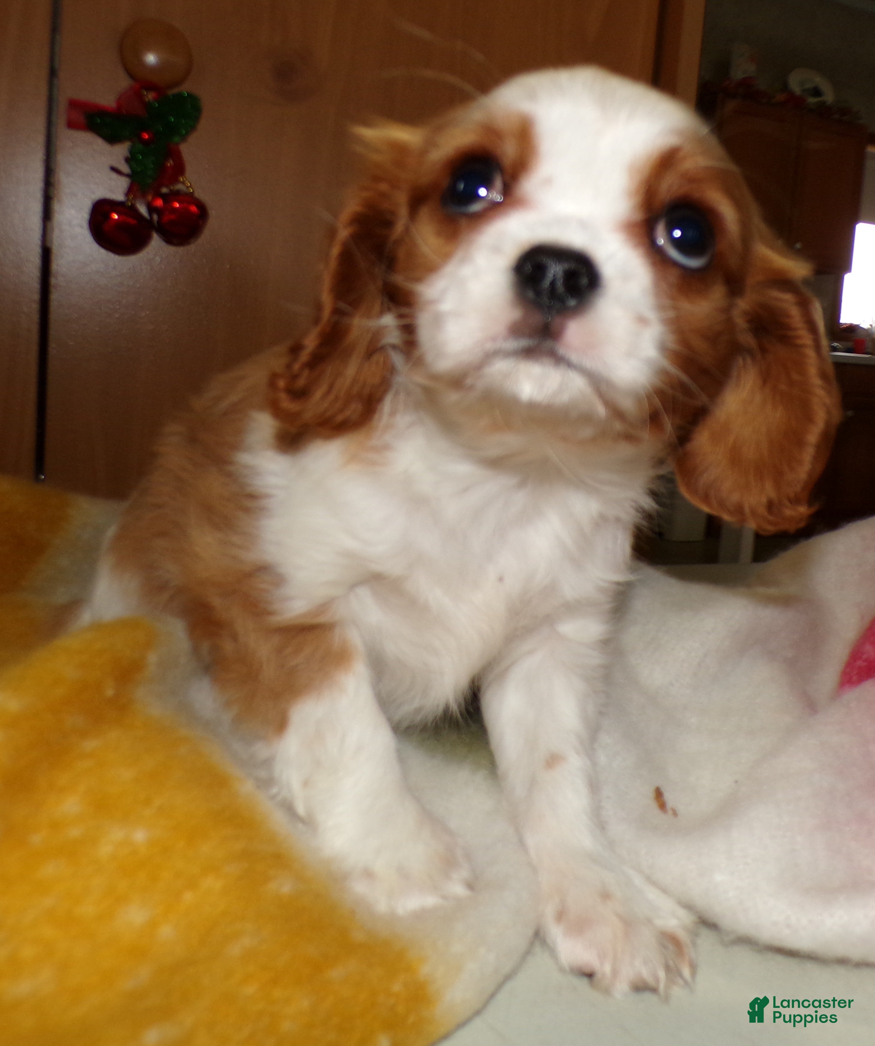 Cavalier King Charles Spaniel dogs Cavalier King Charles Spaniel Puppy 1 Holli - Ad 18