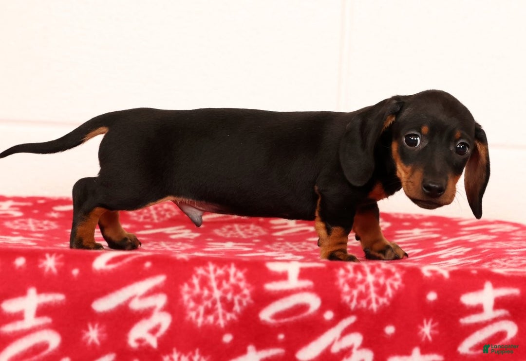 Miniature Dachshund dogs for sale: Harvey - Ad 1