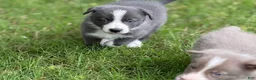 Border Collie dogs for sale: Blue short hair - Ad 5