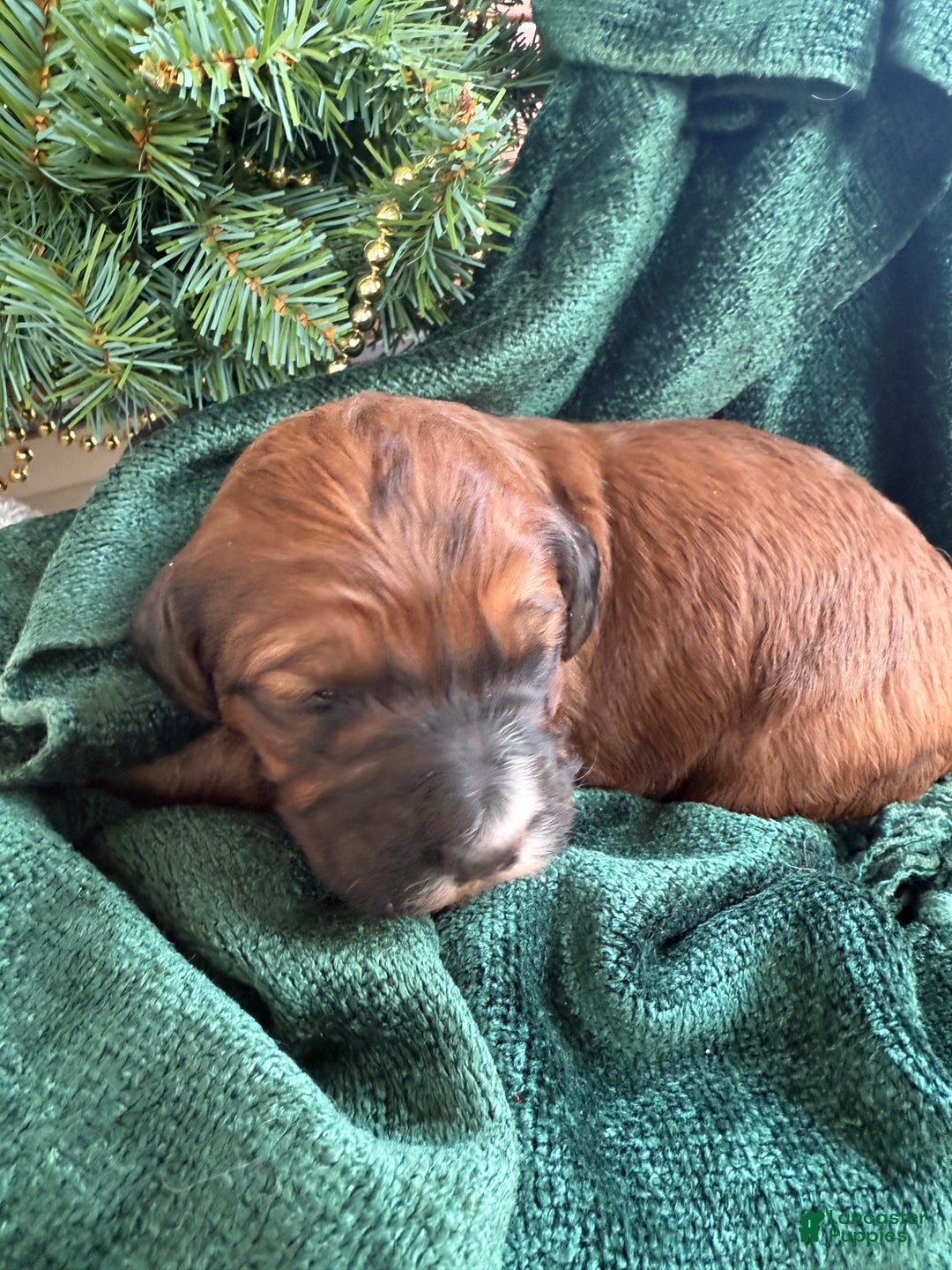 Saint Berdoodles dogs for sale: Bella - Ad 10