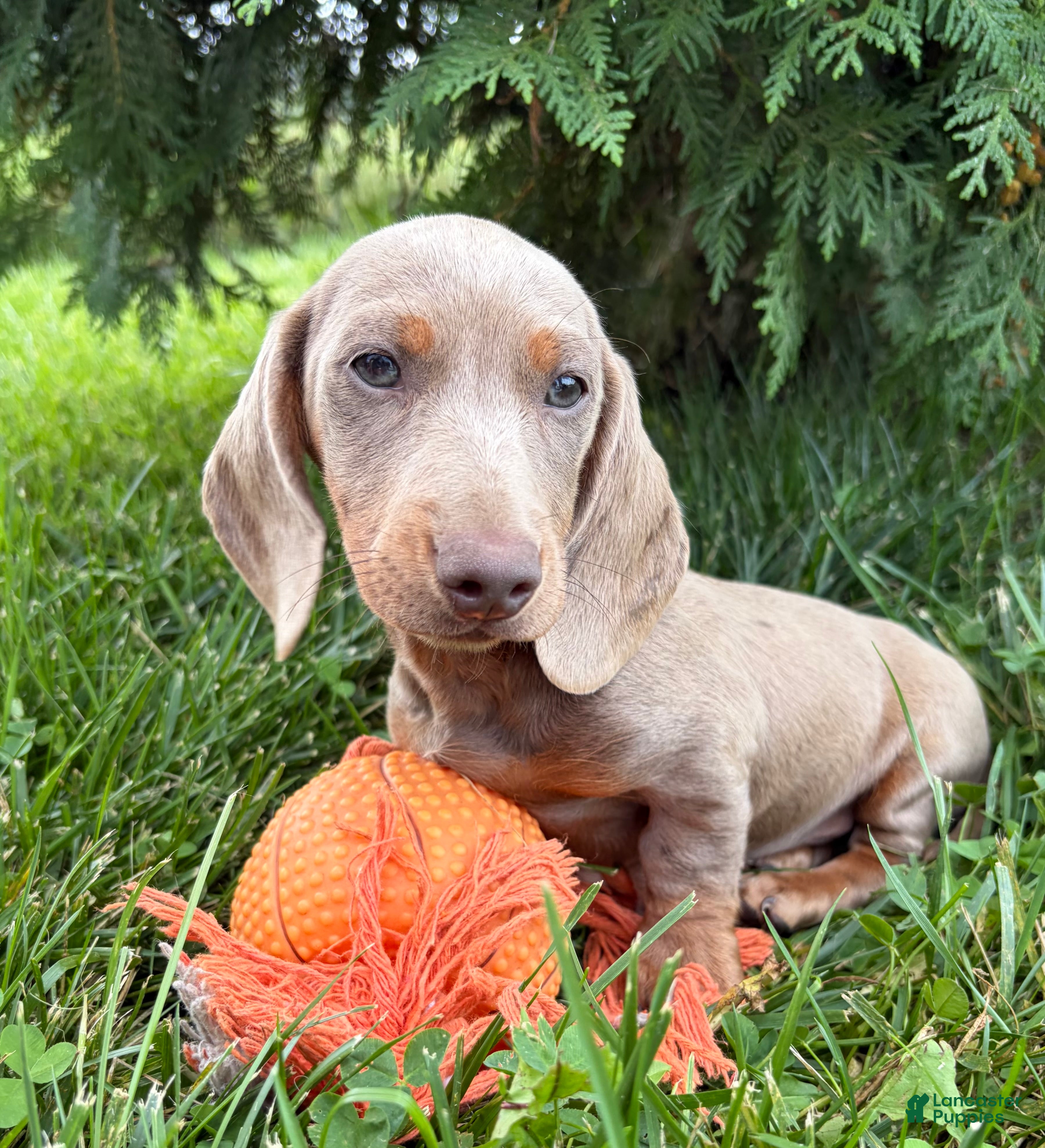Miniature Dachshund dogs Briggs - Ad 2