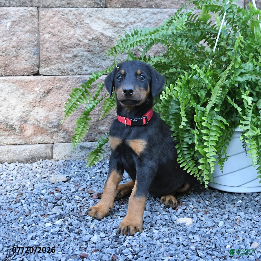 Doberman Pinscher dogs Pixie - Ad 1