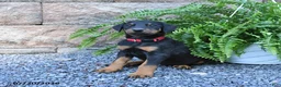 Doberman Pinscher dogs for sale: Pixie - Ad 1