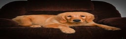 Golden Retriever dogs for sale: Golden Retriever litter of 5 puppies - Ad 17