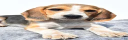 Beagle dogs for sale: Merle - Ad 3