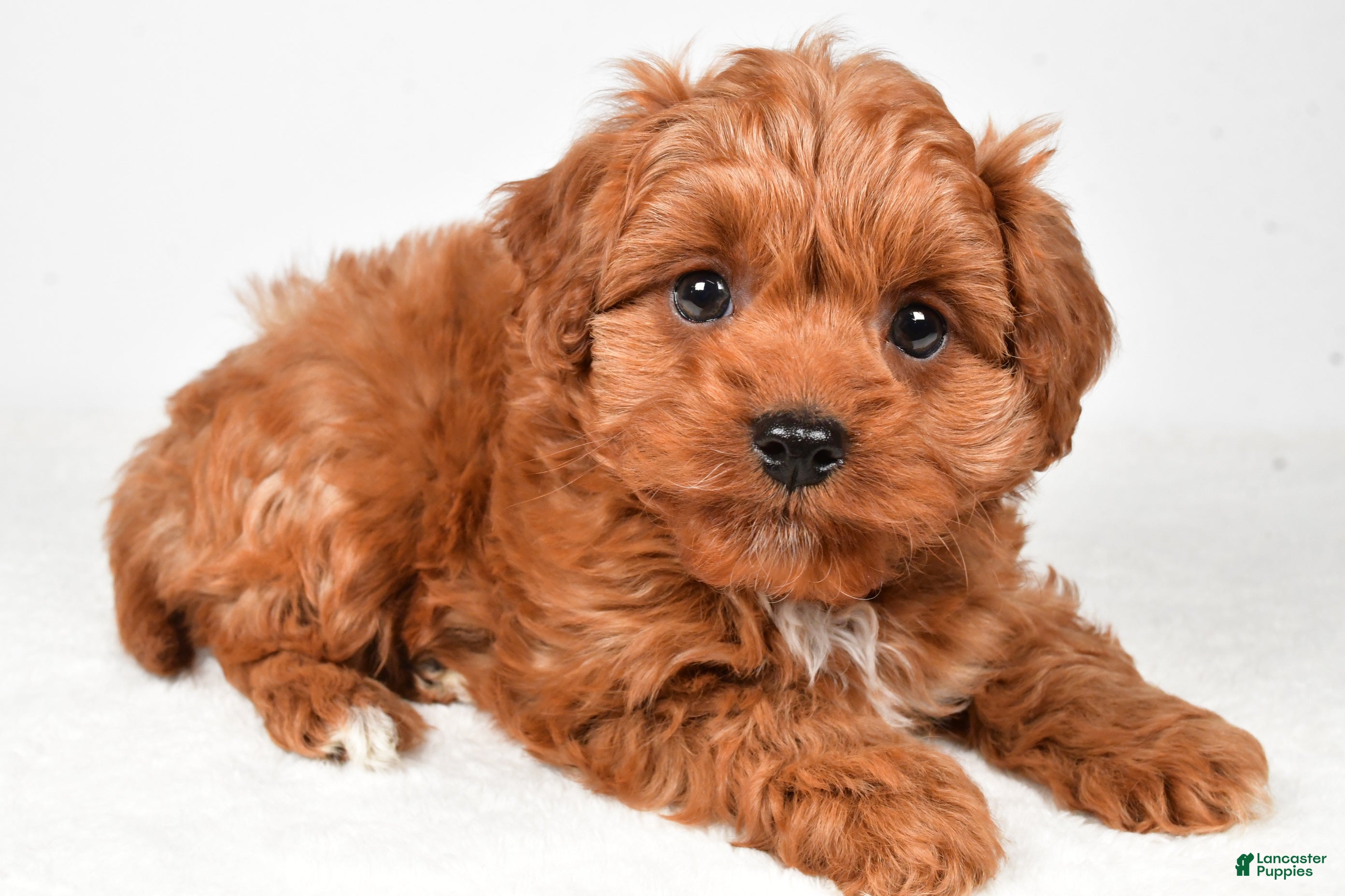 Cavapoo dogs Harley - Ad 1