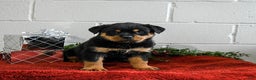 Rottweiler dogs for sale: Gracie - Ad 3