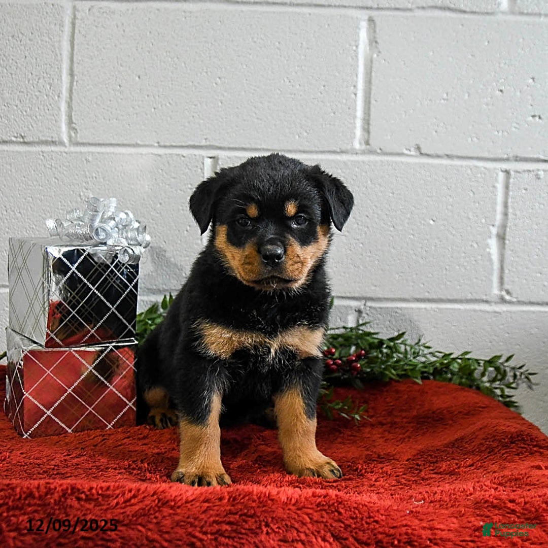Rottweiler dogs for sale: Gracie - Ad 3