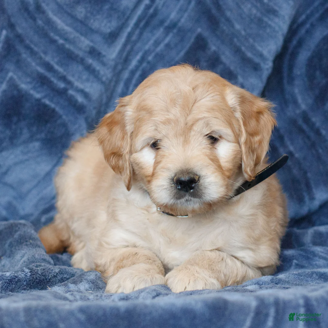 Mini Goldendoodle dogs for sale: Kyrie  - Ad 4