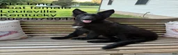 German Shepherd dogs for sale: Aurora  - Ad 4