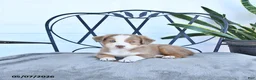 Australian Shepherd dogs for sale: Alex - Ad 1