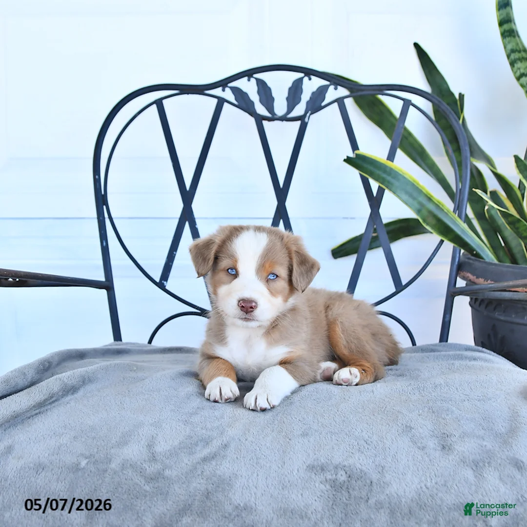 Australian Shepherd dogs for sale: Alex - Ad 1