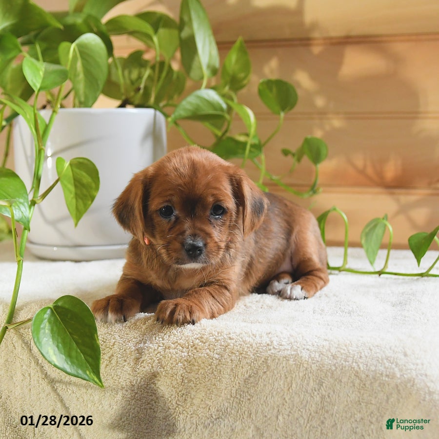 Shorkie dogs Opal - Ad 2