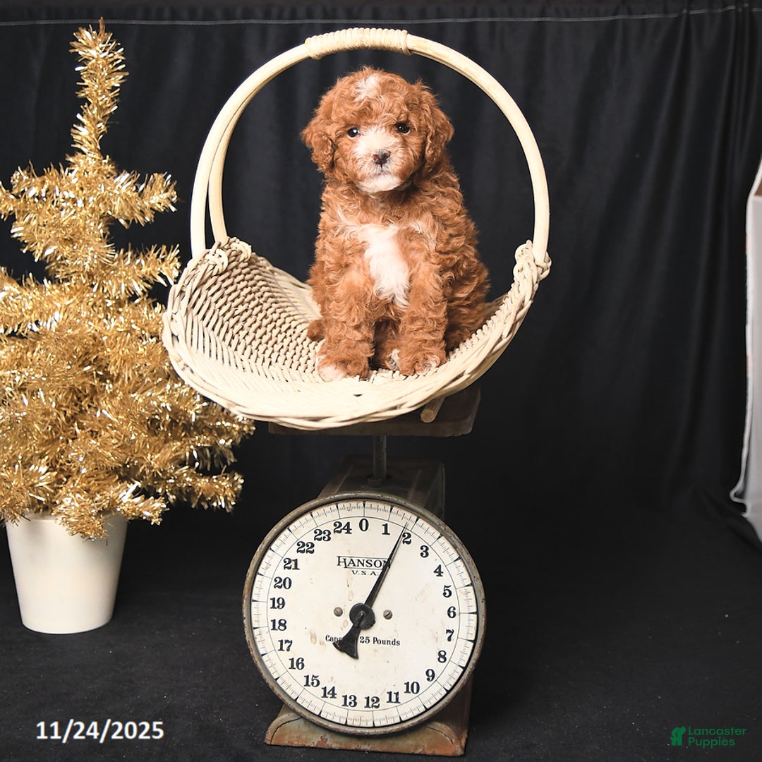 Toy Poodle dogs for sale: Tiny Dancer - Ad 3