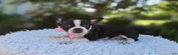 Boston Terrier dogs for sale: Dixie - Ad 5