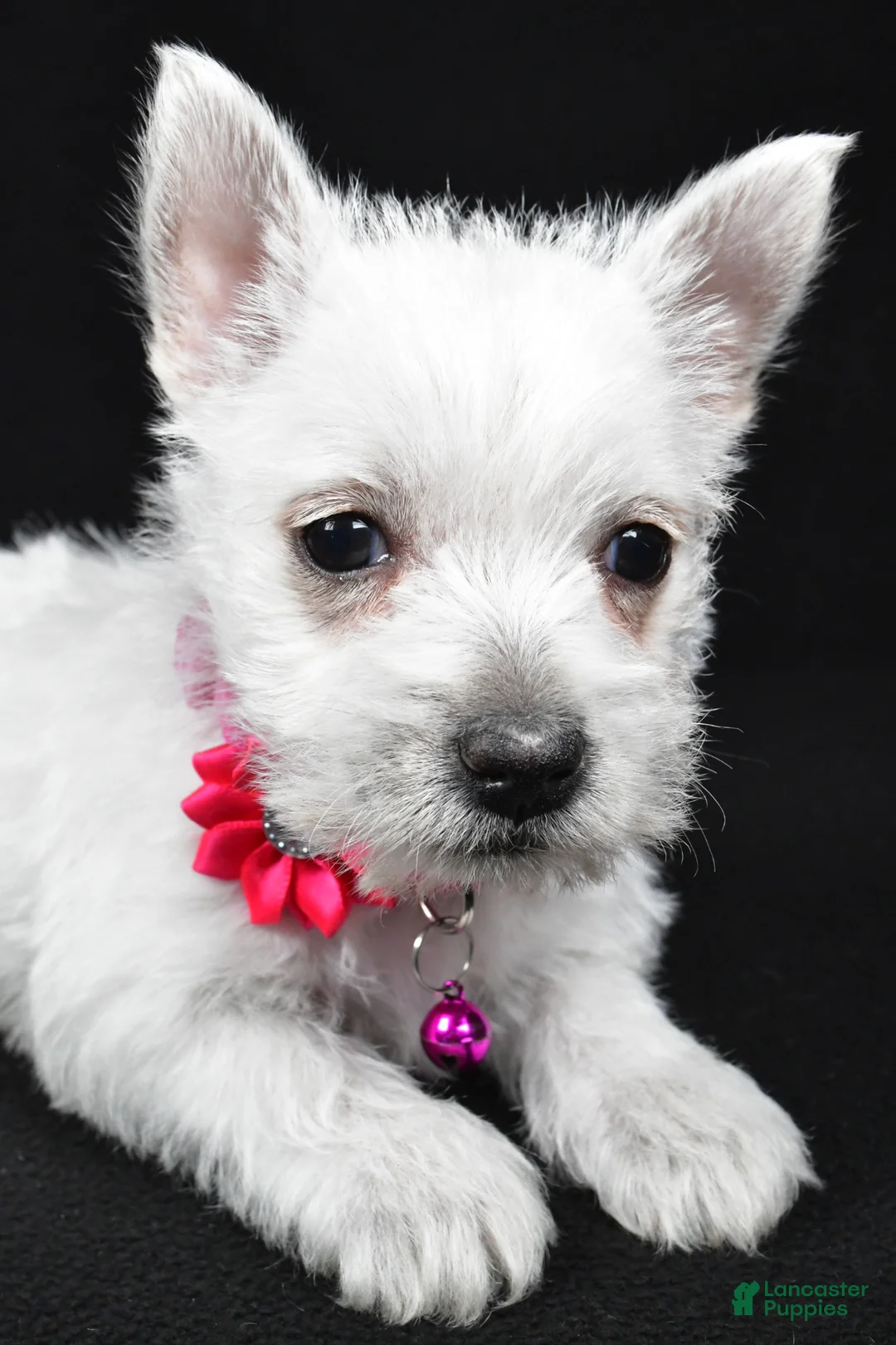 West Highland Terrier dogs for sale: Annie - Ad 2