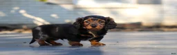 Miniature Dachshund dogs for sale: Frank - Ad 19