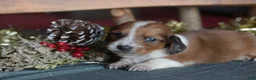 Dachshund dogs for sale: Tinsel - Ad 5