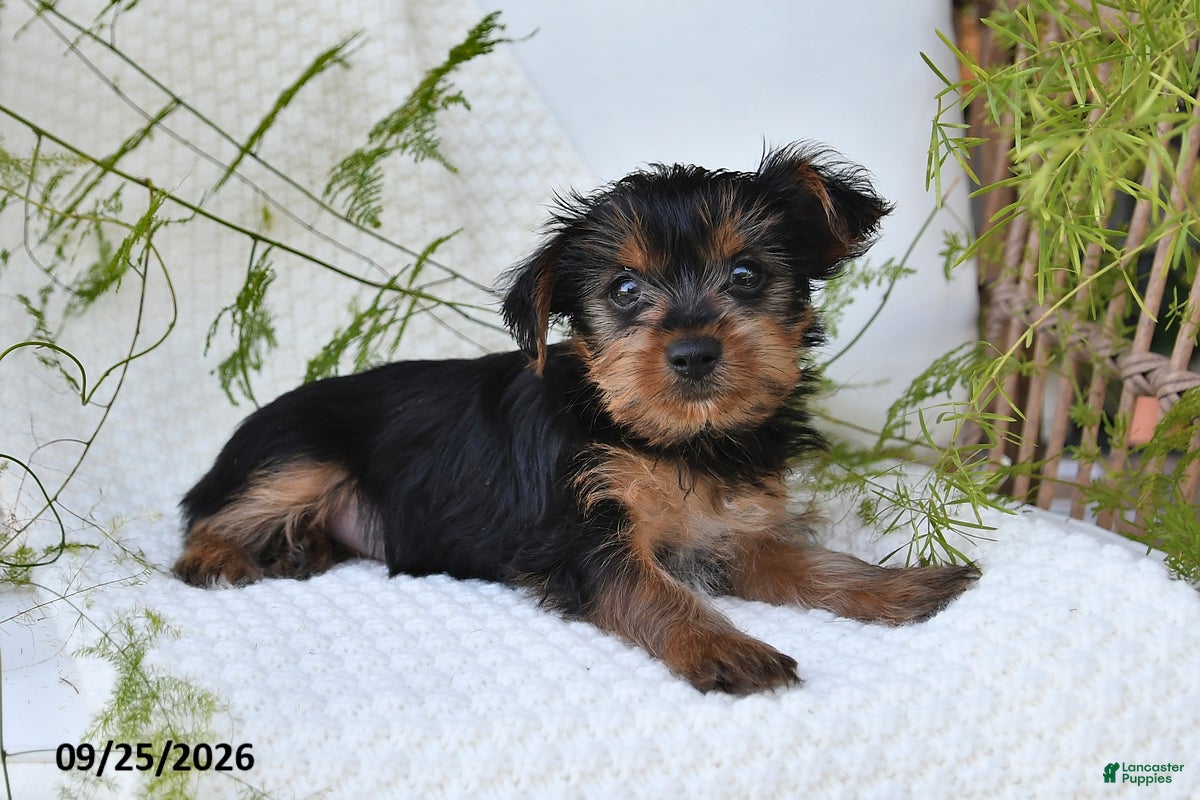 Yorkshire Terrier dogs Noelle - Ad 2
