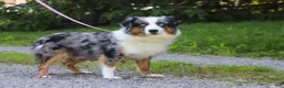 Miniature Australian Shepherd dogs for sale: Kai - Ad 8