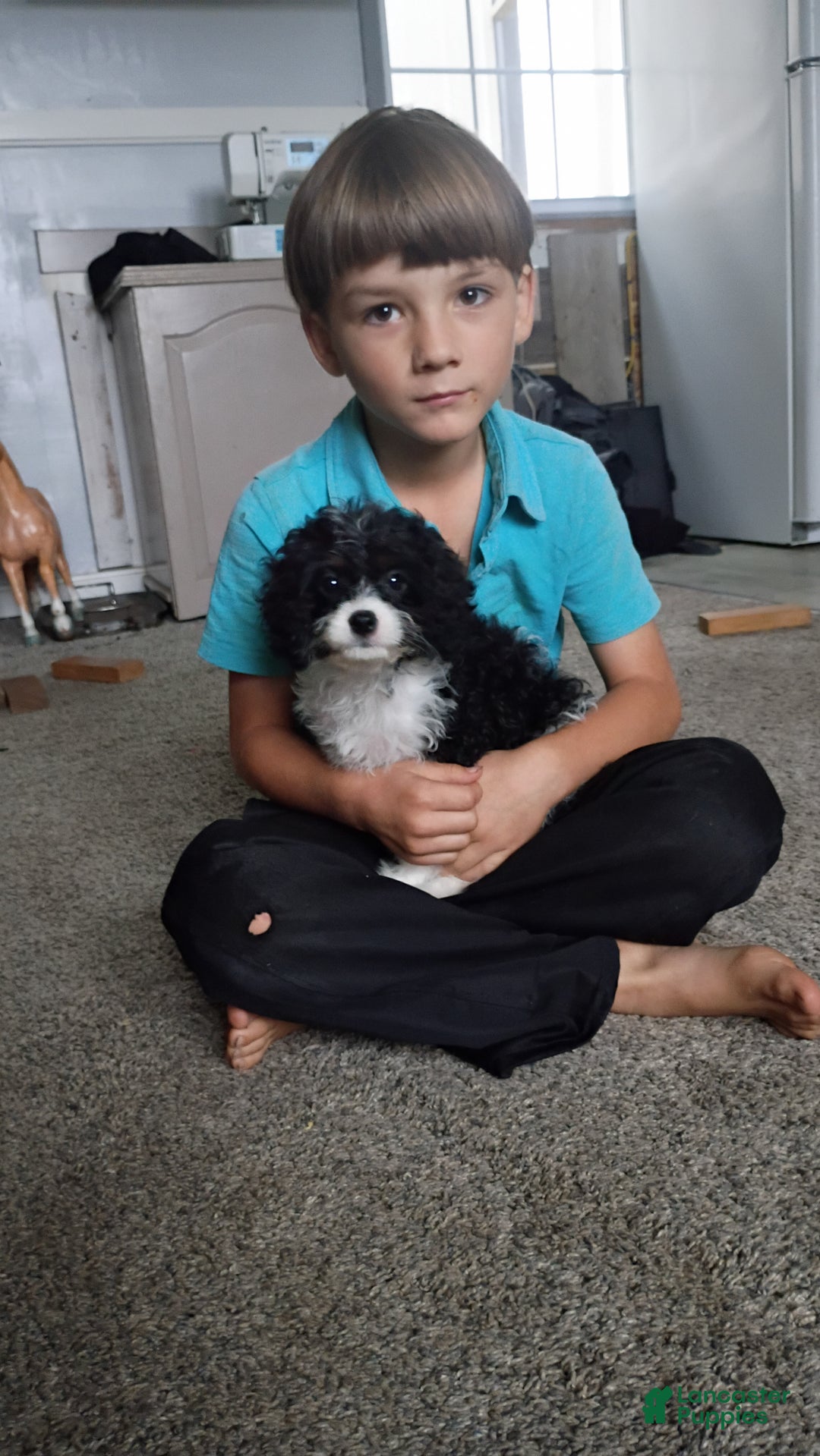 Cavapoo dogs for sale: Sasha - Ad 24