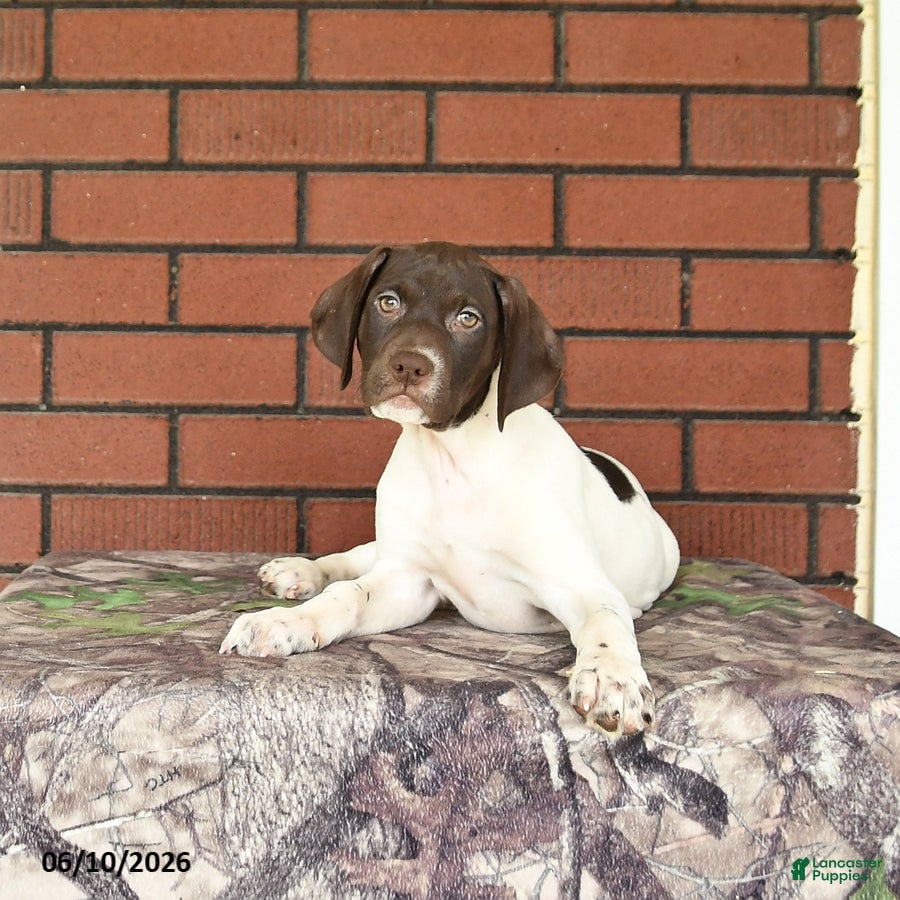 German Shorthaired Pointer dogs River - Ad 2
