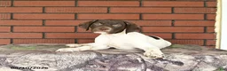 German Shorthaired Pointer dogs for sale: River - Ad 7