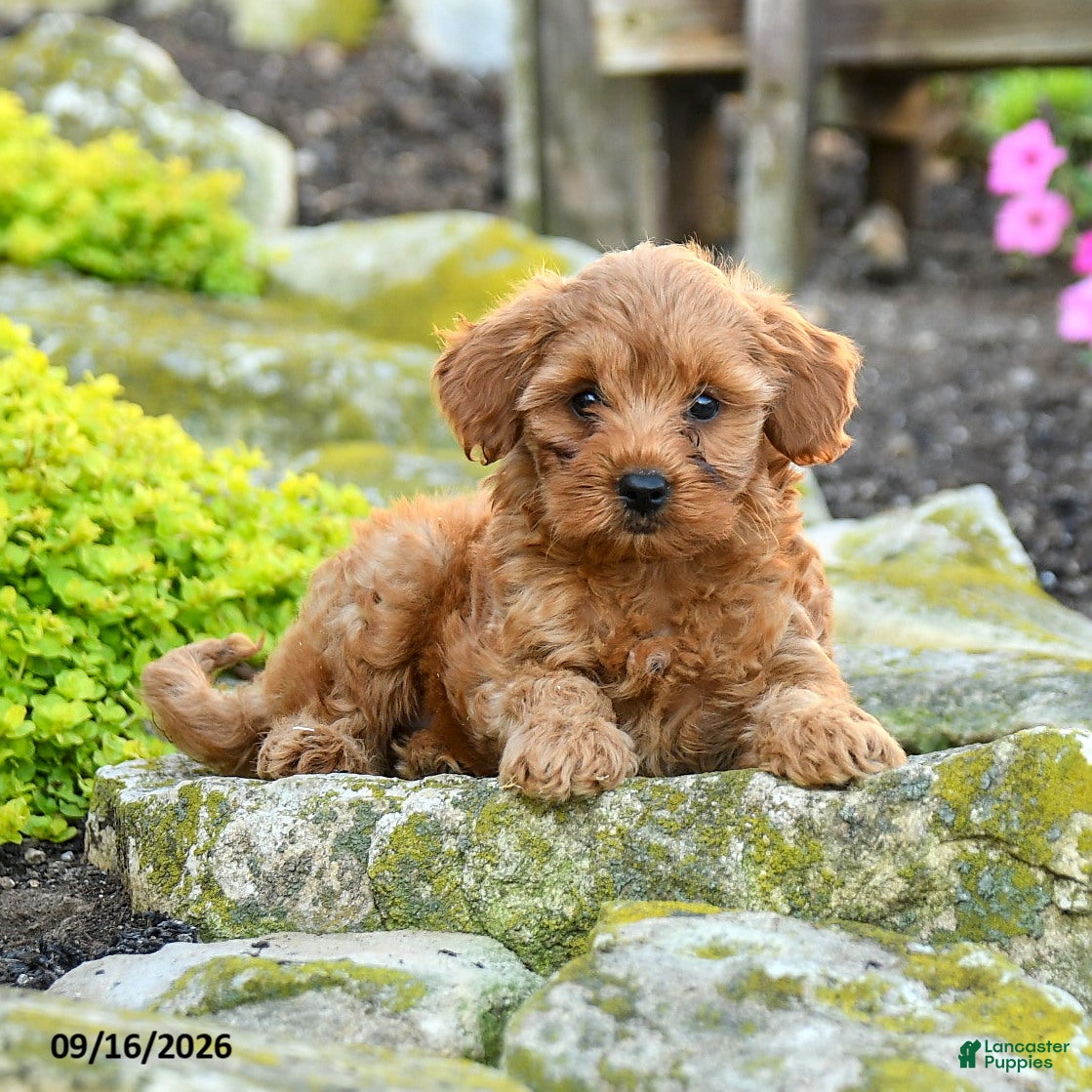 Miniature Poodle dogs Tucker - Ad 2