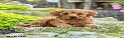 Miniature Poodle dogs for sale: Tucker - Ad 2