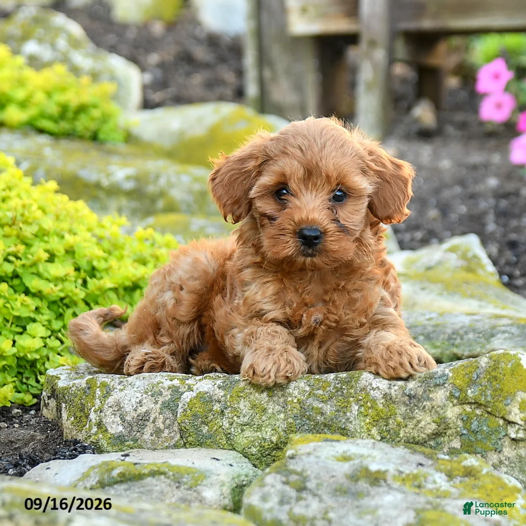 Miniature Poodle dogs for sale: Tucker - Ad 2