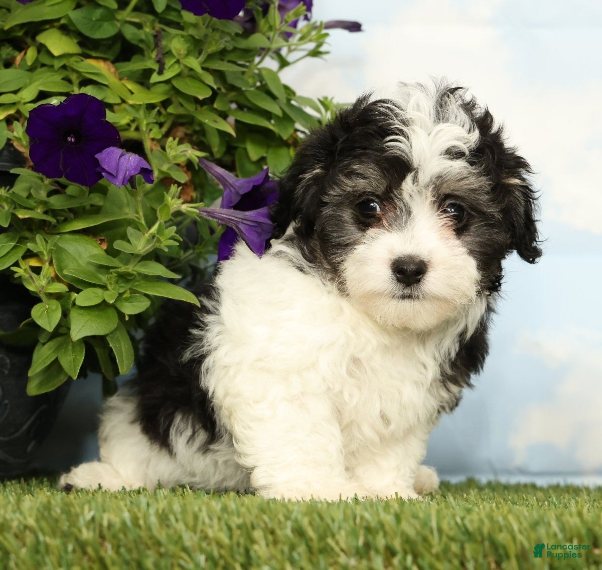 Maltipoo dogs Kya - Ad 1