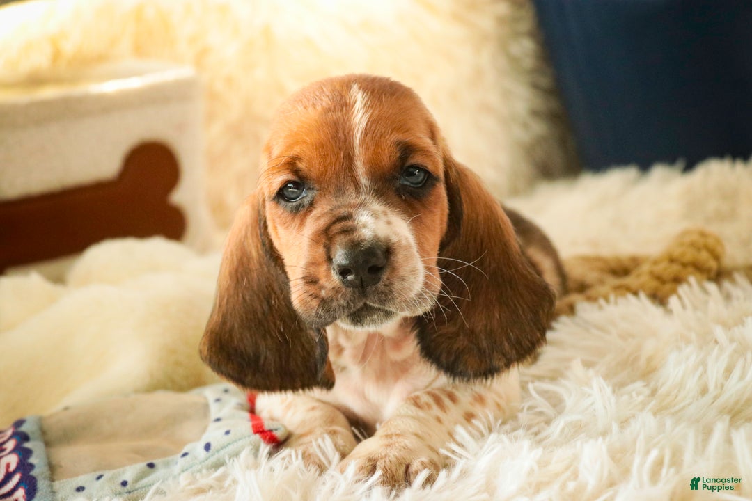 Basset Hound dogs for sale: Atticus - Ad 3