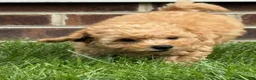 Miniature Labradoodle dogs for sale: Dolly - Ad 4