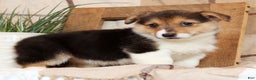 Welsh Corgi Pembroke dogs for sale: Carli - Ad 7