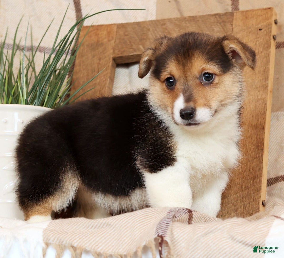 Welsh Corgi Pembroke dogs for sale: Carli - Ad 7
