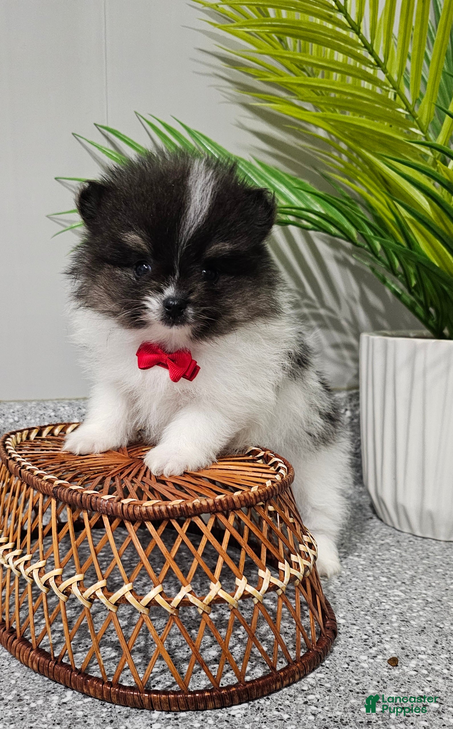 Pomeranian dogs Pomeranian Simon - Ad 3