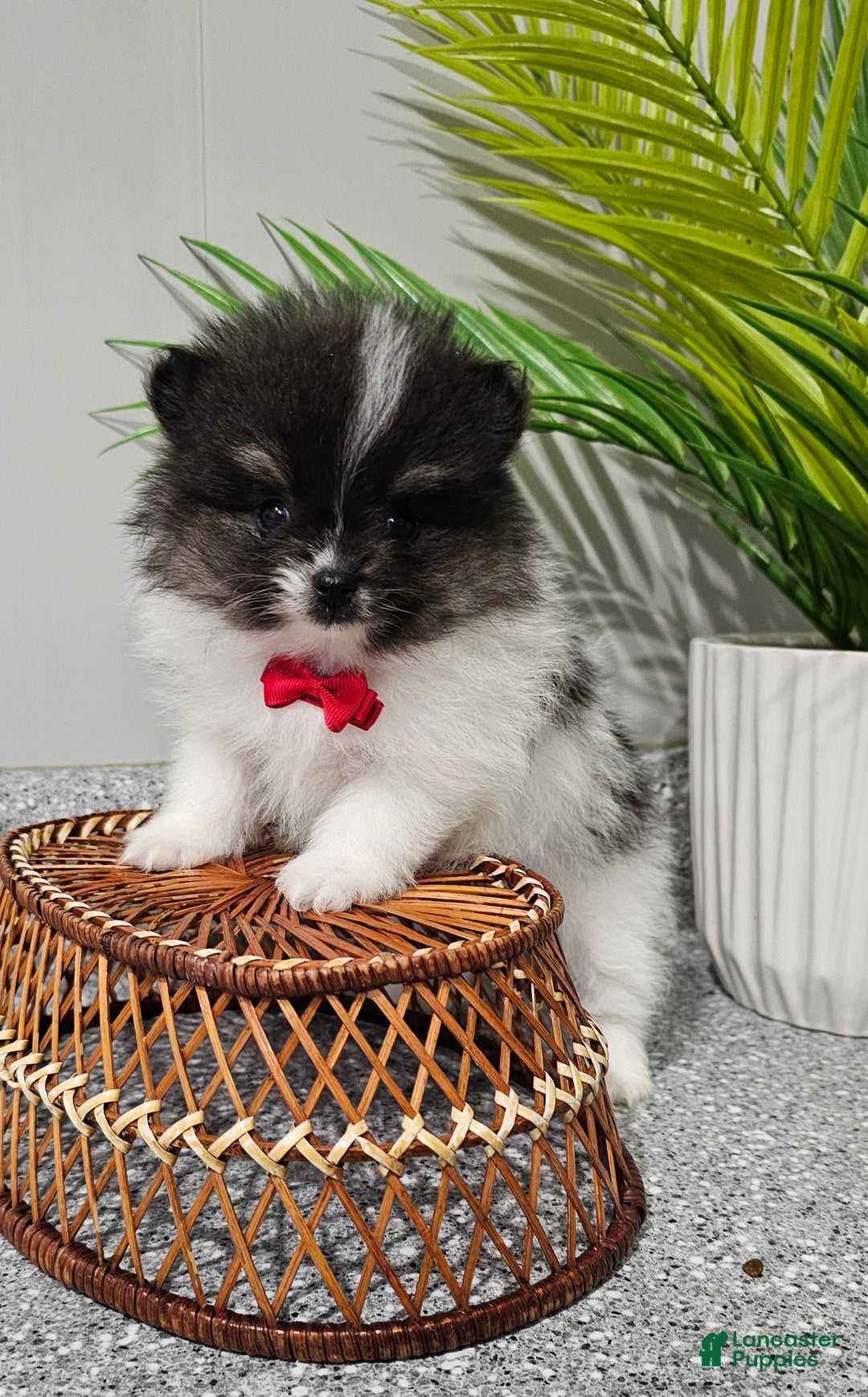 Pomeranian dogs for sale: Pomeranian Simon - Ad 1